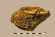 object 3: fragment onderkaak, bovenaanzicht