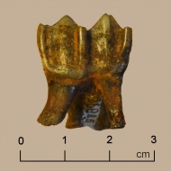 Bovenkaakskies van een Rijnhert (Cervus rhenanus), Tegelen